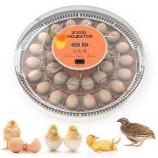 Couveuse automatique 30 oeufs Pro
