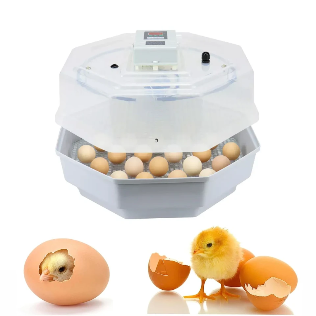 couveuse manuellle de 60 oeufs