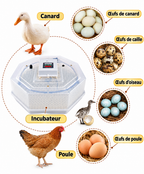 couveuse manuellle de 60 oeufs